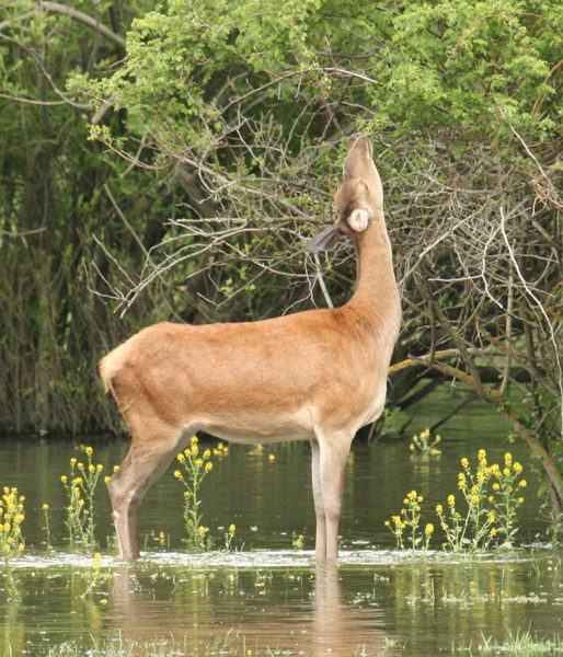PASSIONE PER IL CERVO